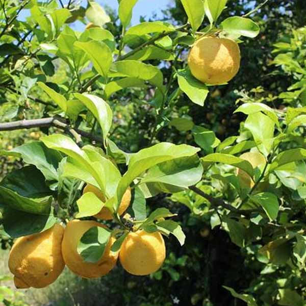 Lemon Tree Natural Ingredients For Weleda Citrus Refreshing Body Lotion