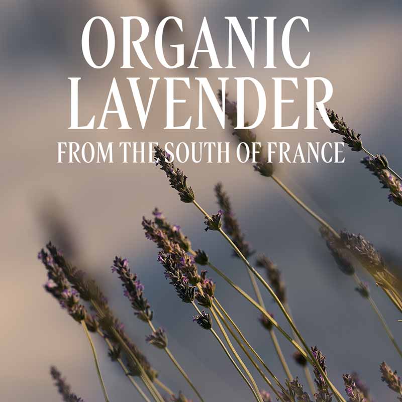 L'Occitane Lavande Lavender Hand Cream