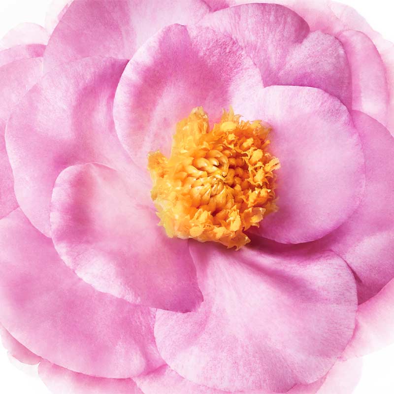 NUXE | Hair Prodigieux Pre-Shampoo Nourishing Mask | Camellia Oil