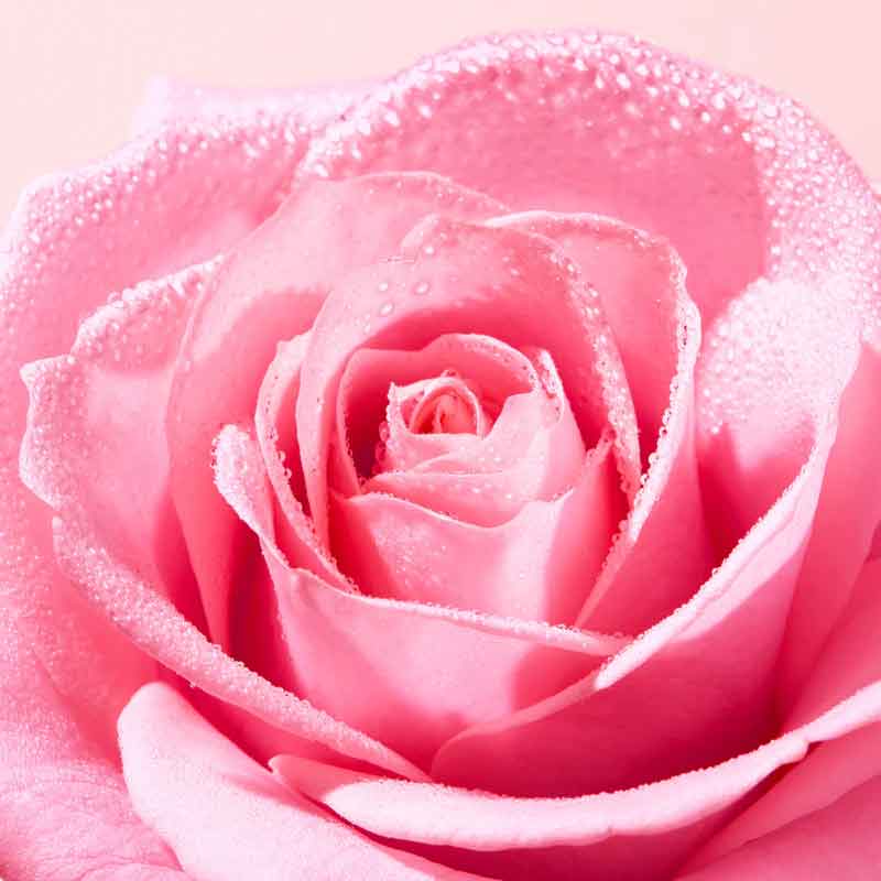 Rose, Rose Water Skincare, NUXE Very Rose Soothing Cleansing Micellar Water