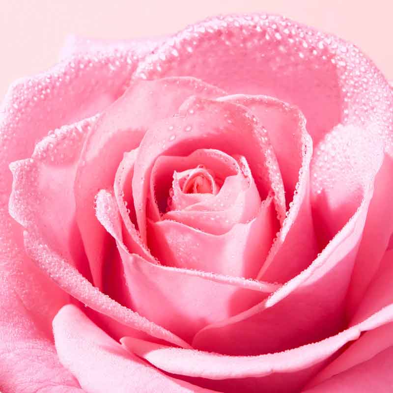 NUXE Very Rose Soothing Hand & Nail Cream