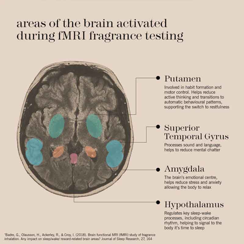 An educational diagram titled 'areas of the brain activated during fMRI fragrance testing' showing a cross-section of the brain with colored highlighted regions (putamen, superior temporal gyrus, amygdala, and hypothalamus) and callout lines with text descriptions.