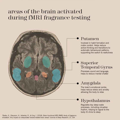 An educational diagram titled 'areas of the brain activated during fMRI fragrance testing' showing a cross-section of the brain with colored highlighted regions (putamen, superior temporal gyrus, amygdala, and hypothalamus) and callout lines with text descriptions.