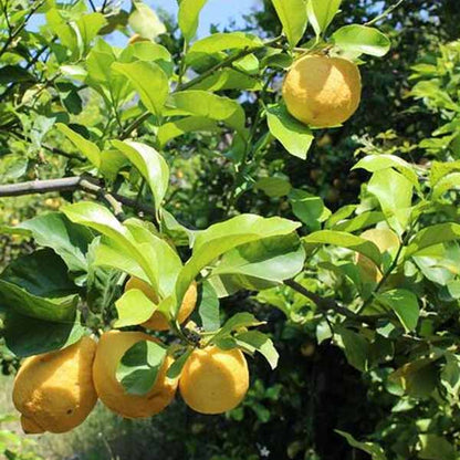 Lemon Tree Natural Ingredients For Weleda Citrus Refreshing Body Lotion